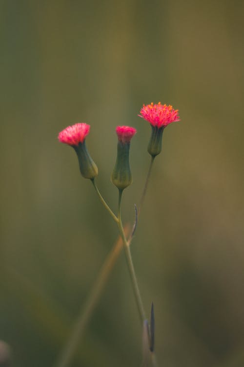 三朵粉红色的花朵的选择性照片 · 免费素材图片