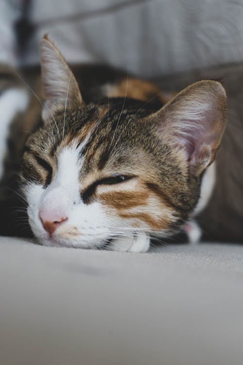 印花布猫的浅焦点摄影 · 免费素材图片