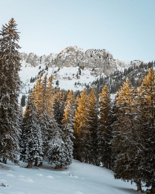 积雪覆盖的松树的照片 · 免费素材图片