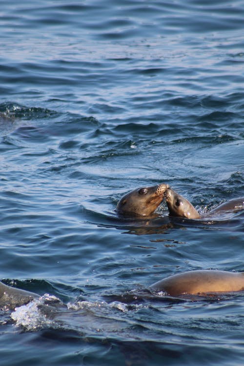 海狮在水体 · 免费素材图片