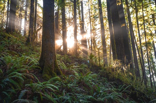 风景秀丽的森林与阳光 · 免费素材图片
