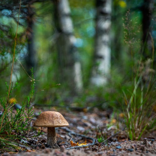 棕色蘑菇的选择性聚焦摄影 · 免费素材图片