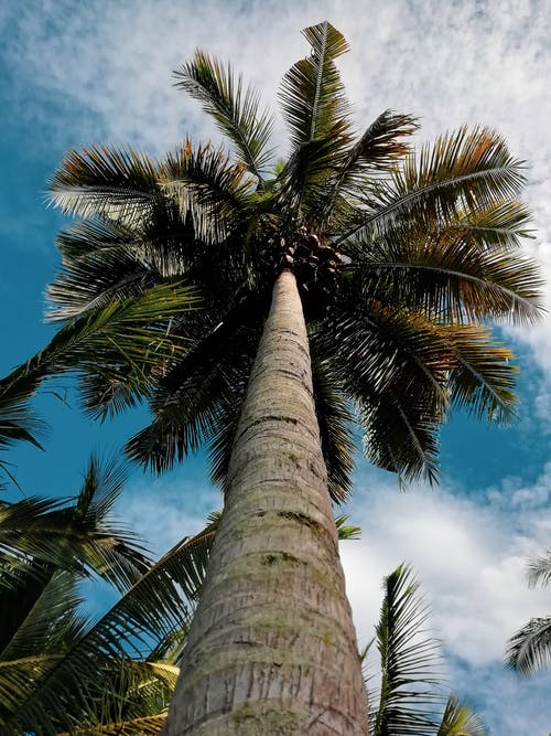 白天的棕榈树 · 免费素材图片