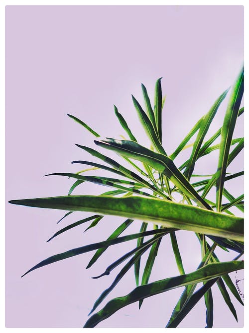 壁附近的线性绿叶植物 · 免费素材图片