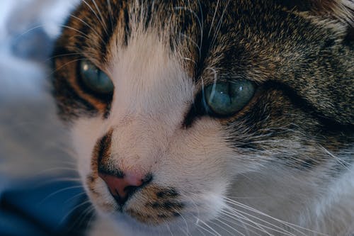 大花猫 · 免费素材图片