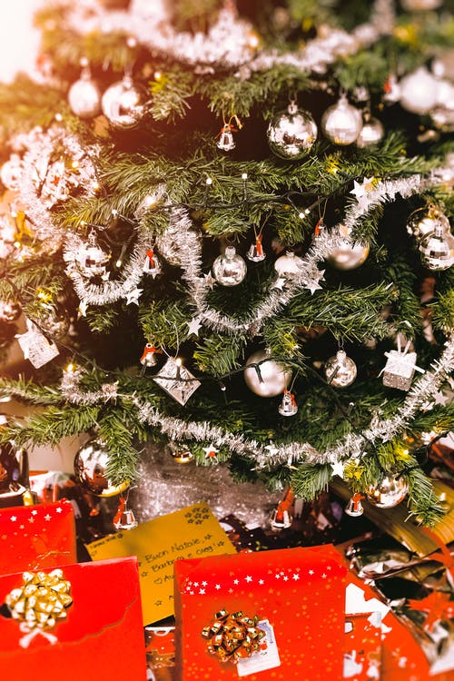 绿色圣诞树有微词 · 免费素材图片