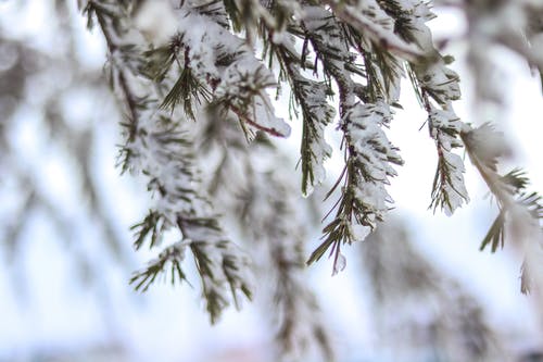 白雪覆盖的树枝的选择性聚焦摄影 · 免费素材图片
