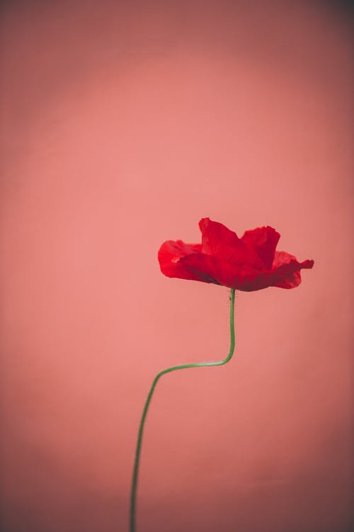 盛开的红色罂粟花的选择性焦点照片 · 免费素材图片