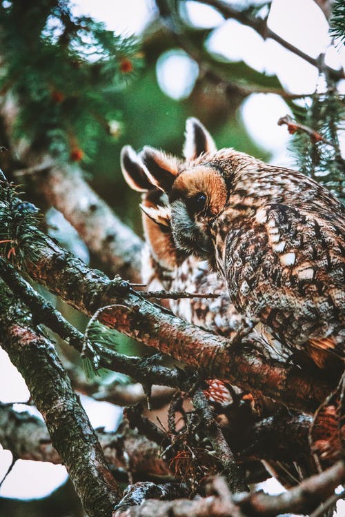 棕色猫头鹰栖息在树枝上 · 免费素材图片