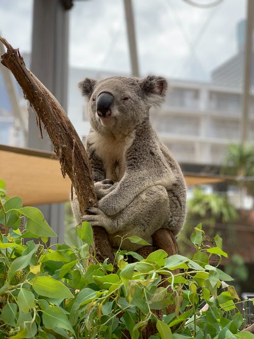在树枝上休息的考拉熊 · 免费素材图片