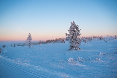 白雪皑皑的树木 · 免费素材图片