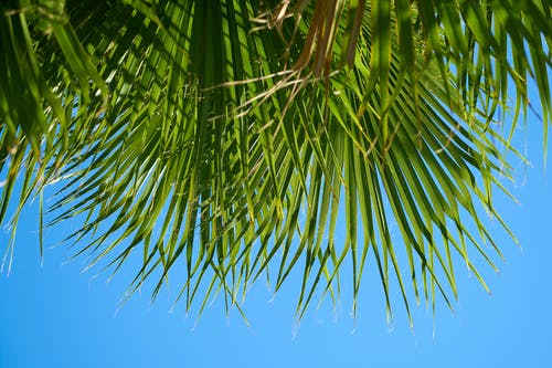 线性绿叶树木在蓝蓝的天空下 · 免费素材图片