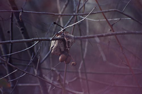 水果的微距摄影 · 免费素材图片