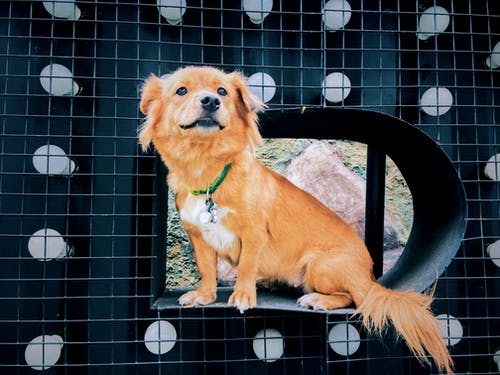 黑色和白色架子上的短涂棕色和白色狗 · 免费素材图片