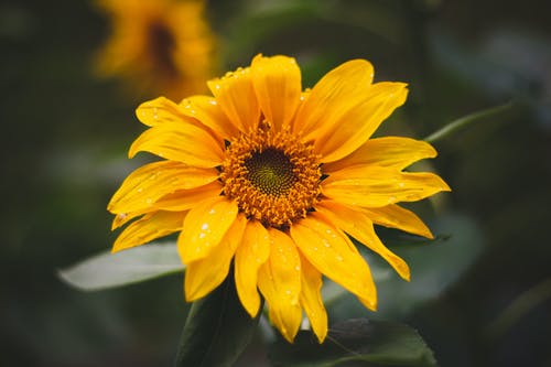 向日葵的特写照片 · 免费素材图片