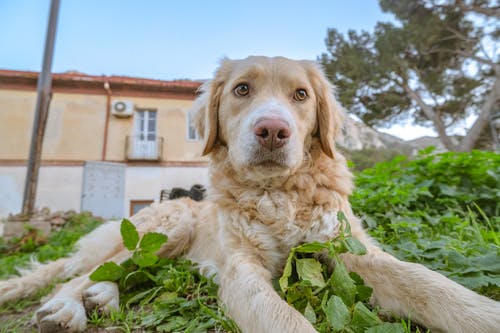 成年金毛寻回犬 · 免费素材图片