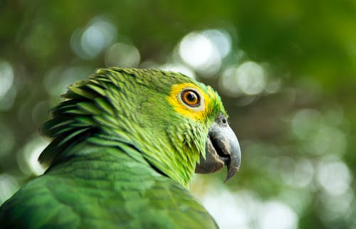 选择性聚焦摄影的绿鸟 · 免费素材图片