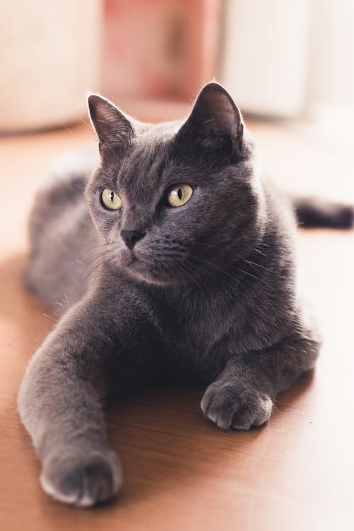 躺着俄罗斯蓝猫的特写照片 · 免费素材图片