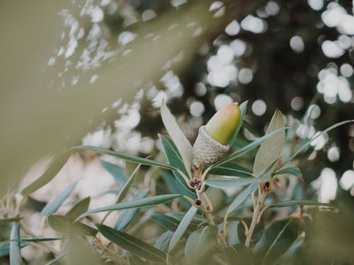 绿色植物浅焦点摄影 · 免费素材图片