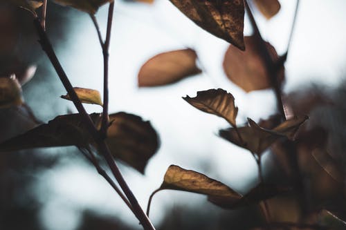 选择性聚焦摄影棕叶植物 · 免费素材图片
