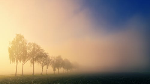 雾在树上 · 免费素材图片