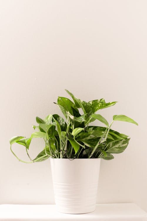 绿色盆栽植物 · 免费素材图片