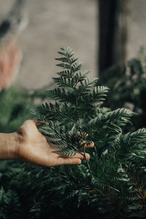 绿叶植物的选择性聚焦摄影 · 免费素材图片