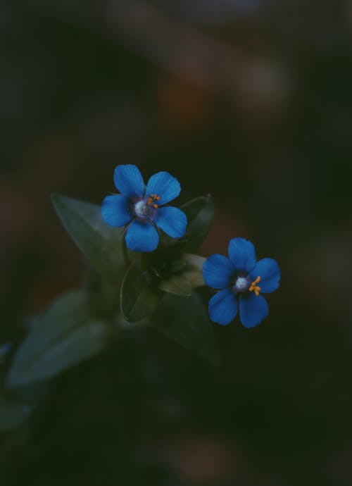两朵蓝色的五瓣花 · 免费素材图片