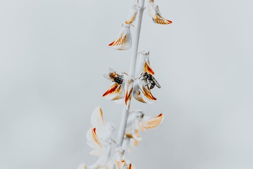 白花瓣花选择性聚焦摄影 · 免费素材图片