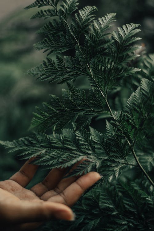 人碰树叶的特写照片 · 免费素材图片