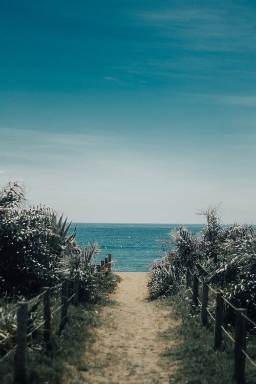 树木之间的途径 · 免费素材图片