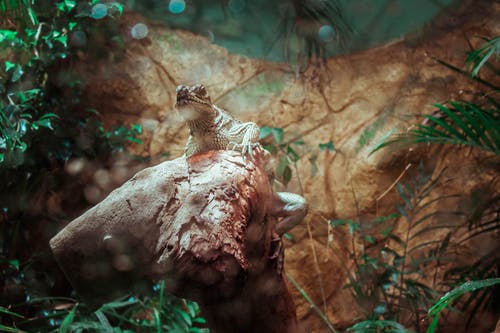 棕色蜥蜴栖息在日志上 · 免费素材图片