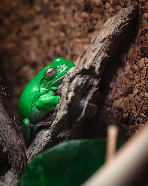 绿树蛙 · 免费素材图片