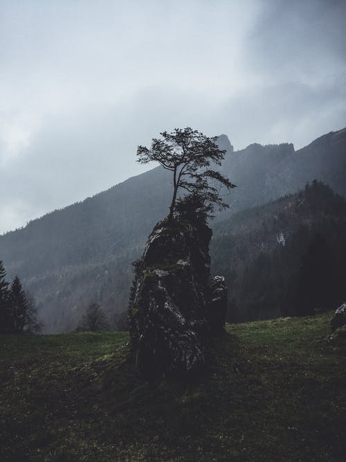 岩石与植物 · 免费素材图片