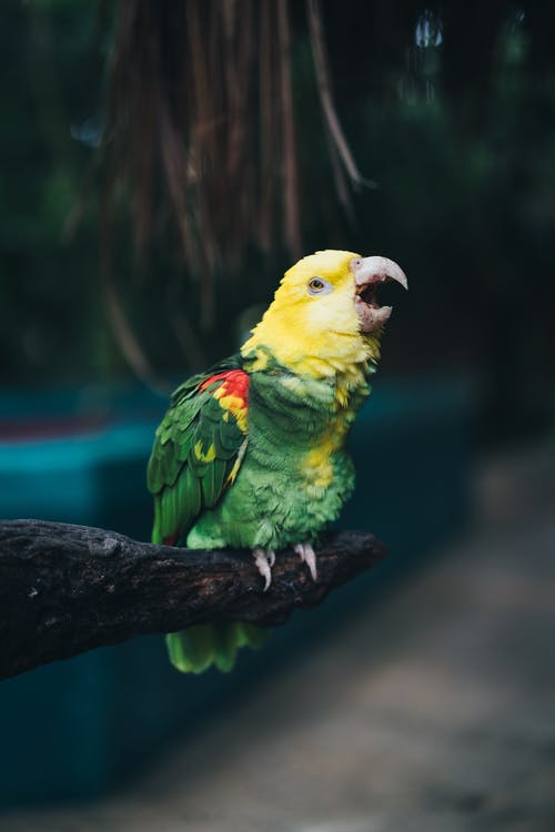 绿色和黄色小鸟毛绒玩具 · 免费素材图片