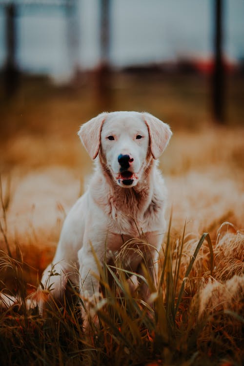 狗在草地上的照片 · 免费素材图片