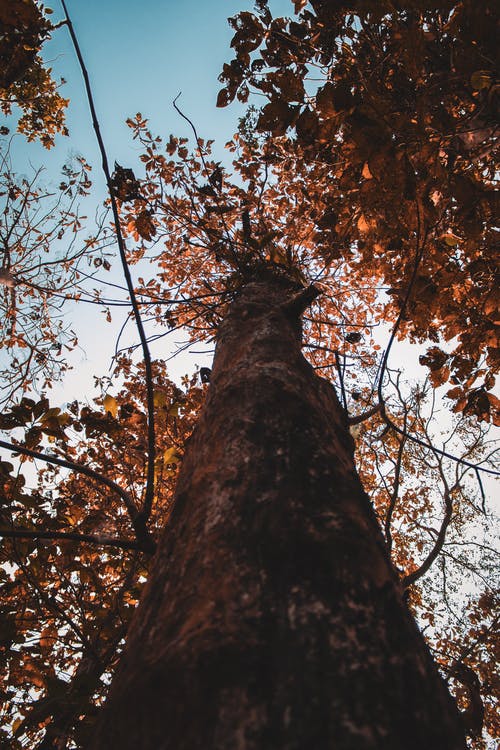 高大的树干的特写照片 · 免费素材图片