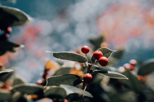 植物的特写镜头 · 免费素材图片