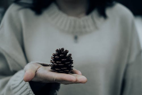 人拿着松果的特写照片 · 免费素材图片