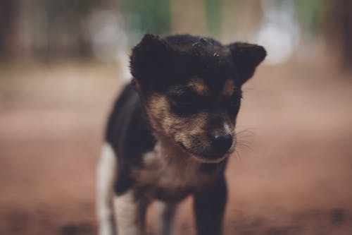 小狗的照片 · 免费素材图片