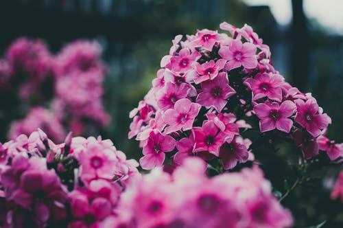 粉色和白色的花瓣花 · 免费素材图片