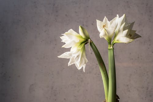 白花的特写照片 · 免费素材图片