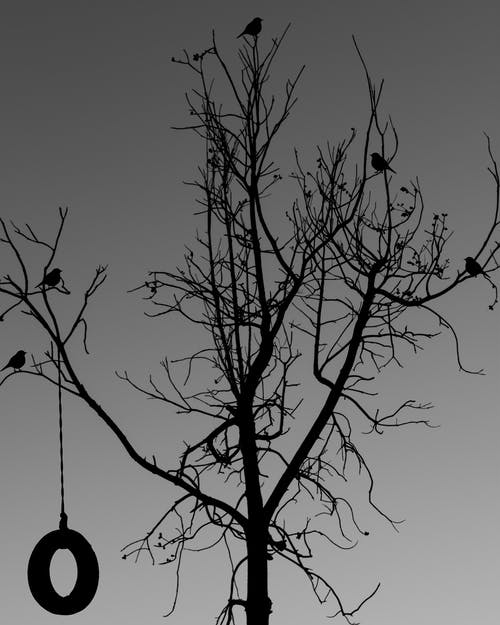 黑白树画 · 免费素材图片