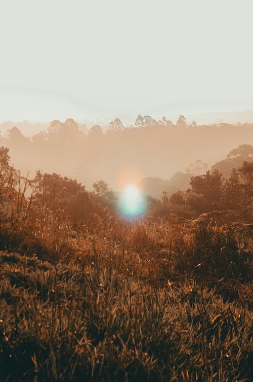 棕色和白色的树木绘画 · 免费素材图片