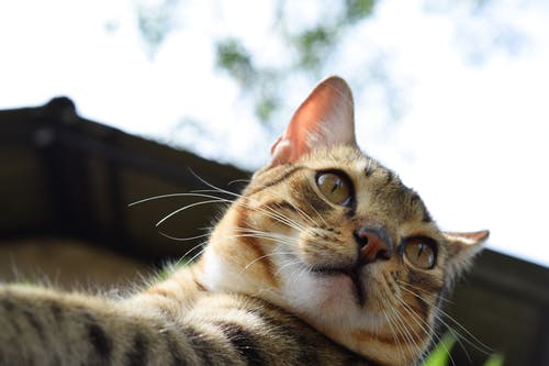 棕褐色和白色的虎斑小猫 · 免费素材图片