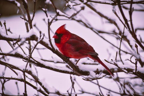 红色和黑色的鸟图 · 免费素材图片