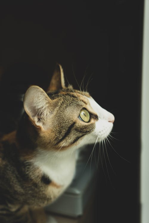 平纹小猫的近视图 · 免费素材图片