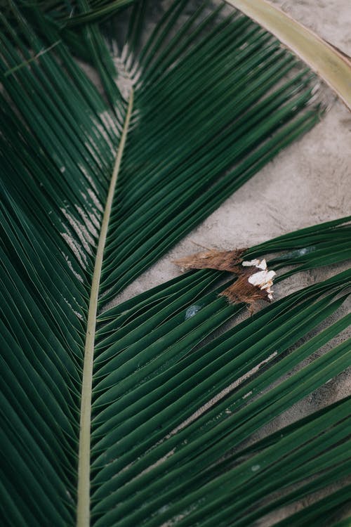 绿色椰子叶 · 免费素材图片