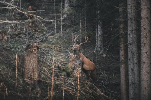 树林里的驯鹿 · 免费素材图片