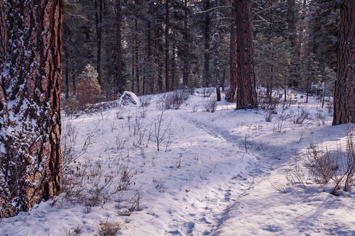 白雪皑皑的森林 · 免费素材图片